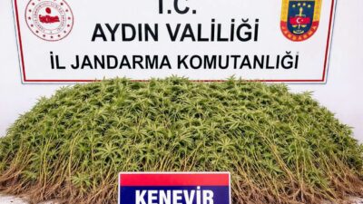 Aydın’ın Nazilli ilçesinde bir zeytin bahçesinde özel düzeneklerle kurulmuş sera