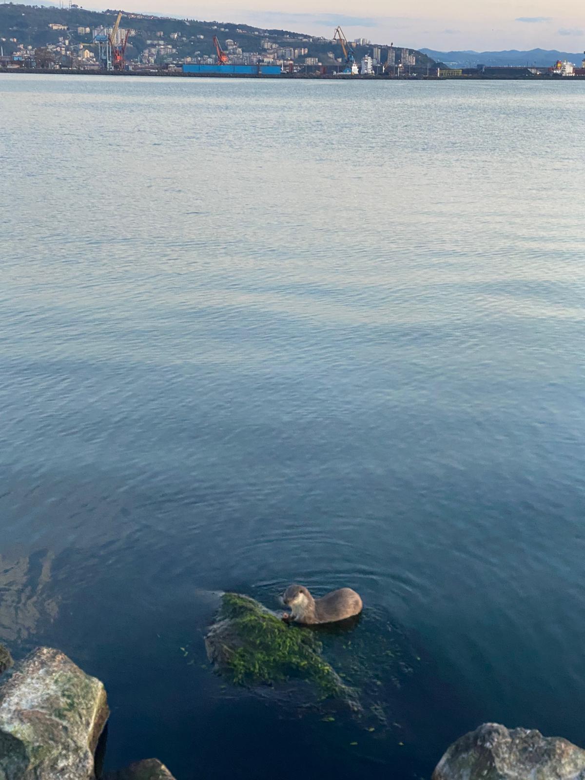 Zonguldak’ın Ereğli ilçesinde sahil bandında gezintiye çıkan vatandaşlar, denizde oyun
