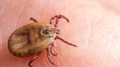 SİVAS / TEKHA Sivas’ta, Kırım Kongo Kanamalı Ateşi (KKKA) hastalığı