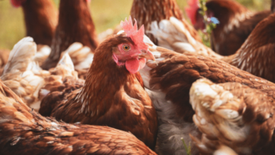 Ticaret Bakanlığı, başta kanatlı hayvan eti üretimi olmak üzere pek