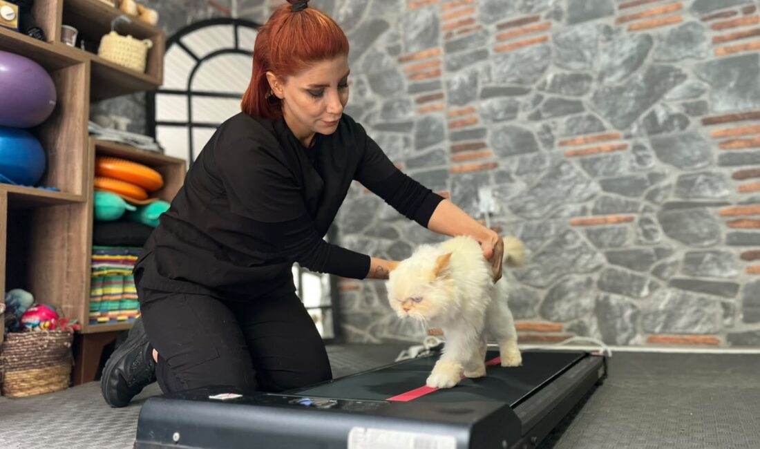 Ankara’da yaşayan ev kadını Sevda Pek, 18 yaşındaki ‘chinchilla’ cinsi