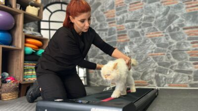 Ankara’da yaşayan ev kadını Sevda Pek, 18 yaşındaki ‘chinchilla’ cinsi