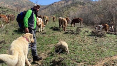 Erzincan’ın Refahiye ilçesinde hayvancılıkla uğraşan ve doğa fotoğrafçılığı yapan Baki