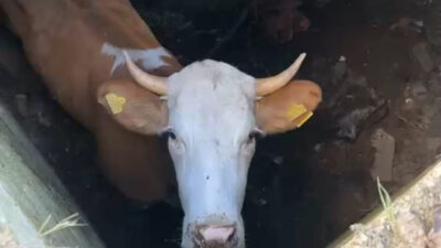 Gümüşhane’nin Köse ilçesinde 8 gün önce sürüden ayrılarak kaybolan kurbanlık