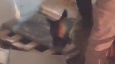 Kars’ta polis ekipleri tarafından bir iş yerine düzenlenen uyuşturucu operasyonunda,