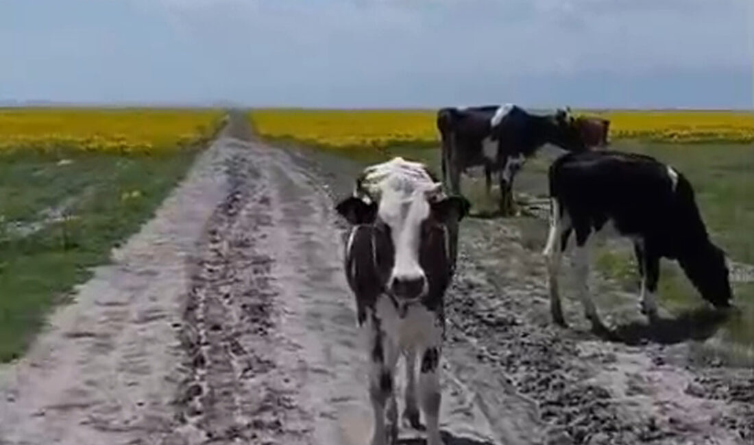 Afyonkarahisar’da dünyada yalnızca Eber ve Akşehir gölleri çevresinde yetişen, nesli