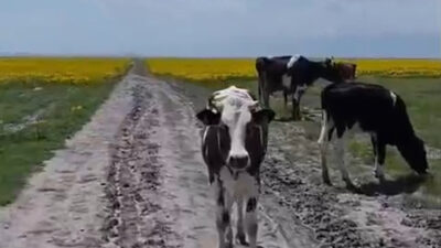 Afyonkarahisar’da dünyada yalnızca Eber ve Akşehir gölleri çevresinde yetişen, nesli