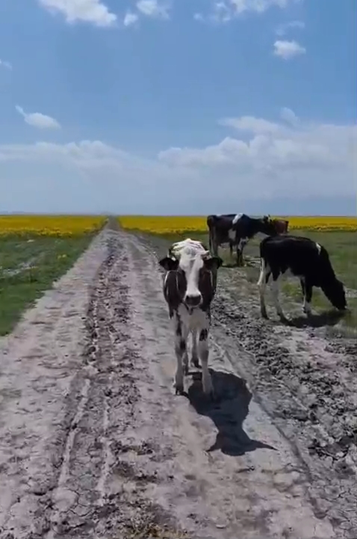 Afyonkarahisar’da dünyada yalnızca Eber ve Akşehir gölleri çevresinde yetişen, nesli
