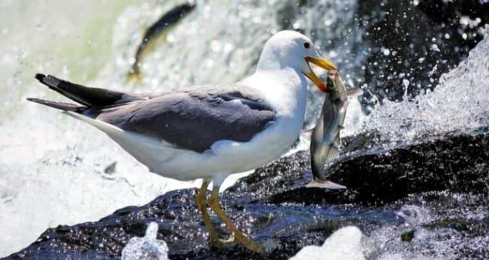 Van Gölü’nde yaşayan ve üreme dönemlerinde tuzlu ile sodalı sulardan