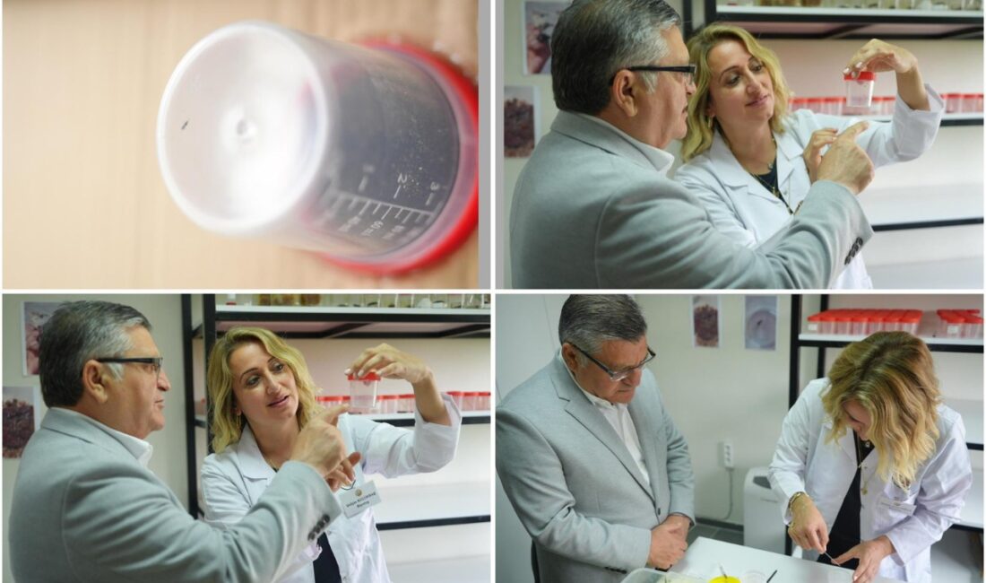 Sinop’ta orman zararlılarıyla mücadele kapsamında yürütülen biyolojik çalışmalar hız kesmeden