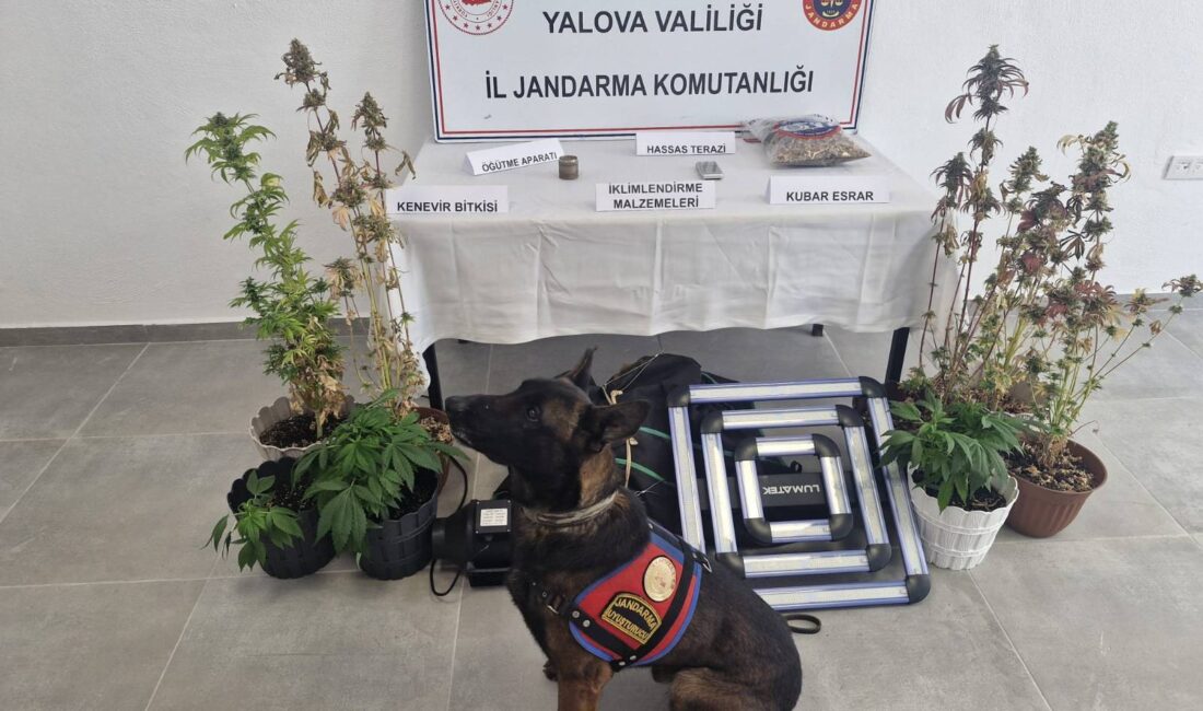 Yalova İl Jandarma Komutanlığınca, uyuşturucuyla mücadeleye yönelik yürütülen çalışmalar kapsamında