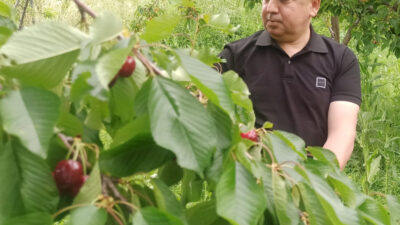 Konya’nın Akşehir lçesinde üretilen, halk arasında “Napolyon” olarak bilinen ve