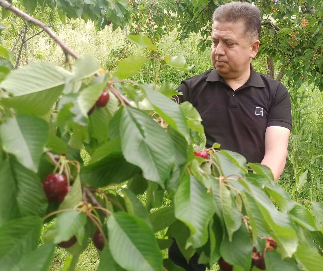 Konya’nın Akşehir lçesinde üretilen, halk arasında “Napolyon” olarak bilinen ve
