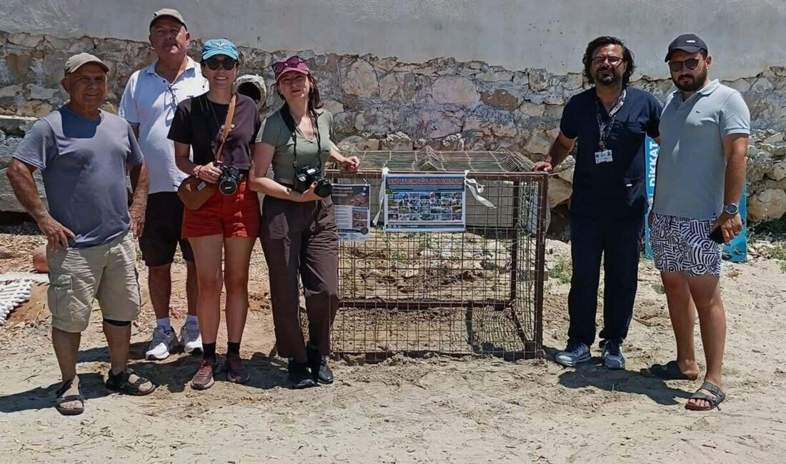 Aydın’da ilk caretta caretta yuvası Didim ilçesinin Huzur Sitesi plajında