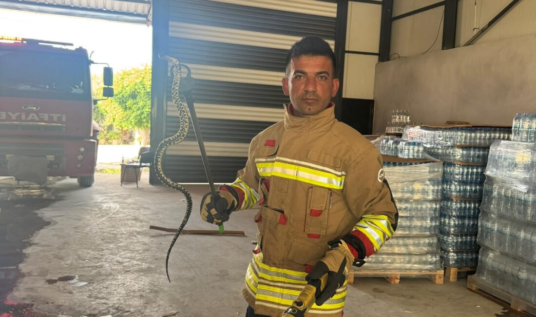 Hatay’ın Samandağ ilçesinde hafif ticari araca giren yılan, paniğe neden