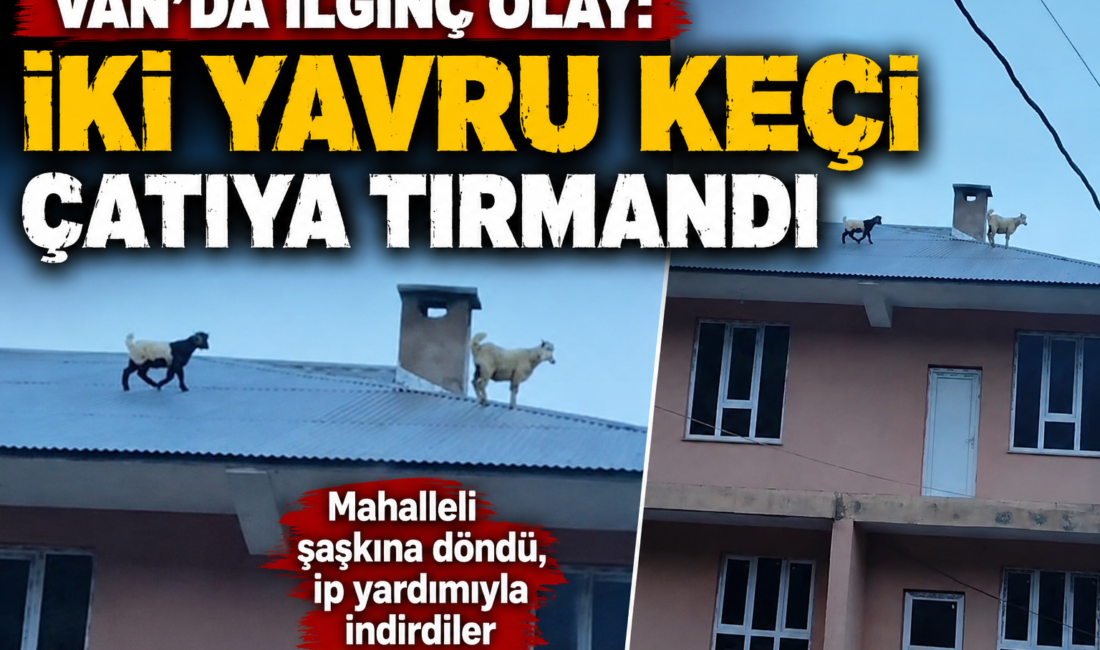 Van’ın Bahçesaray ilçesinde sürüden ayrılan iki yavru keçi, 3 katlı