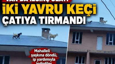 Van’ın Bahçesaray ilçesinde sürüden ayrılan iki yavru keçi, 3 katlı