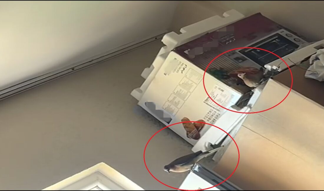 Siirt merkezdeki Algül Mahallesi’nde yaşayan Hacer Tetik, sabah saatlerinde evinde