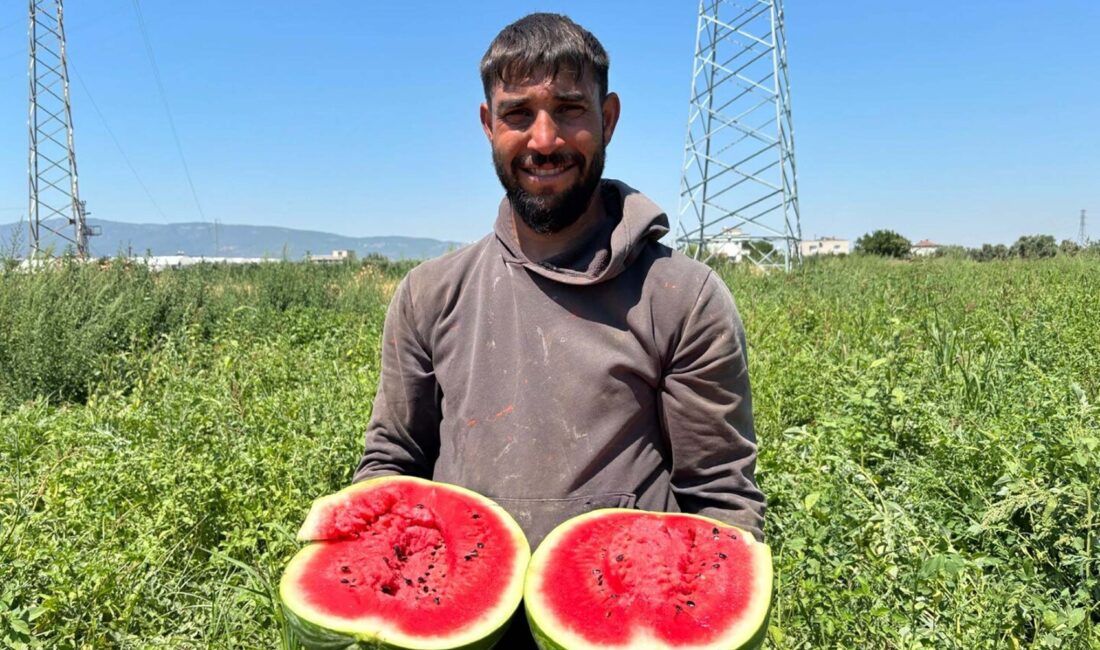 İzmir’in Torbalı ilçesindeki tarlalarda karpuz hasadı başladı. Yaz aylarının vazgeçilmez