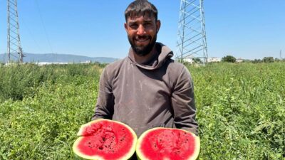 İzmir’in Torbalı ilçesindeki tarlalarda karpuz hasadı başladı. Yaz aylarının vazgeçilmez