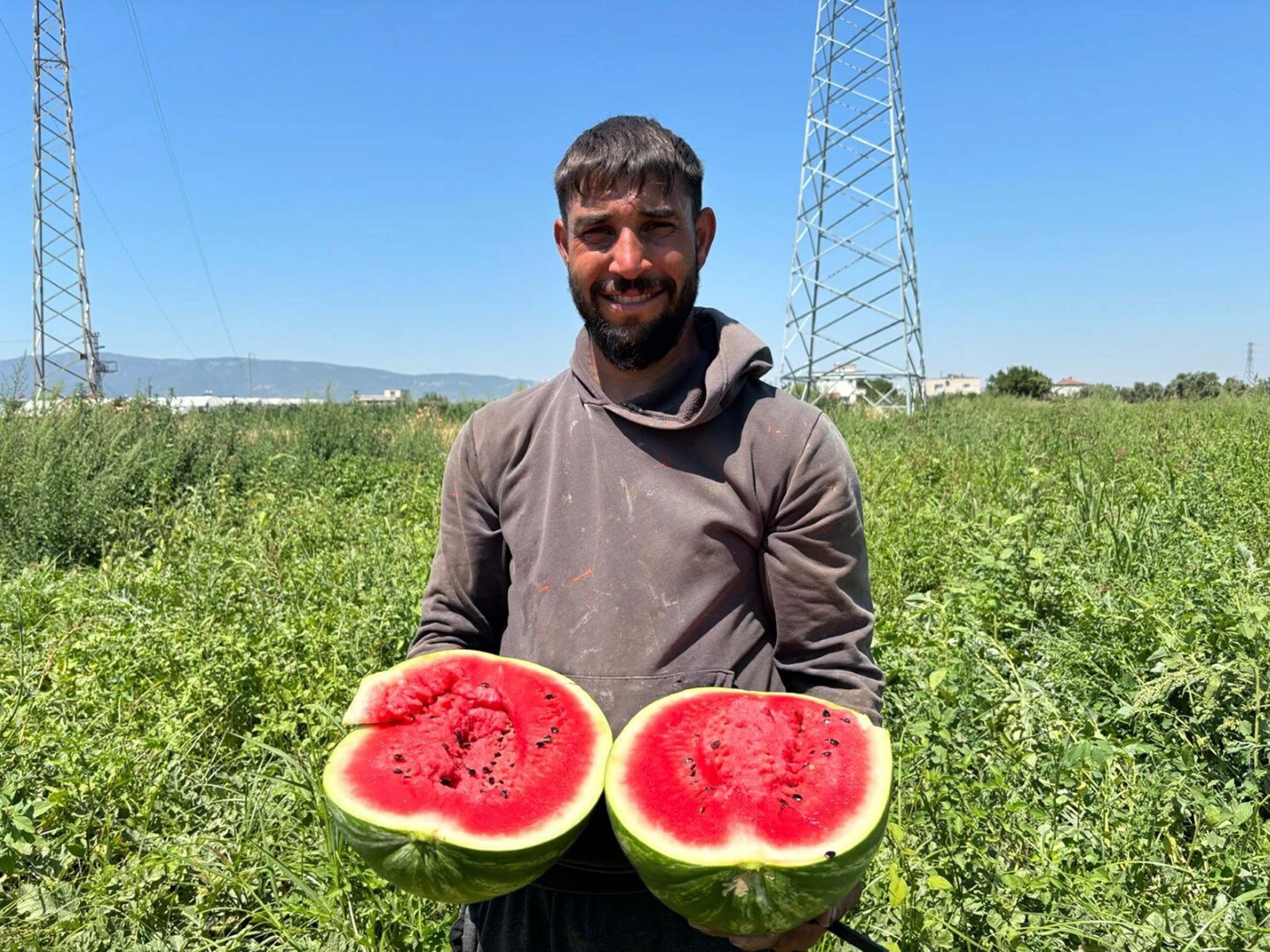 İzmir’in Torbalı ilçesindeki tarlalarda karpuz hasadı başladı. Yaz aylarının vazgeçilmez