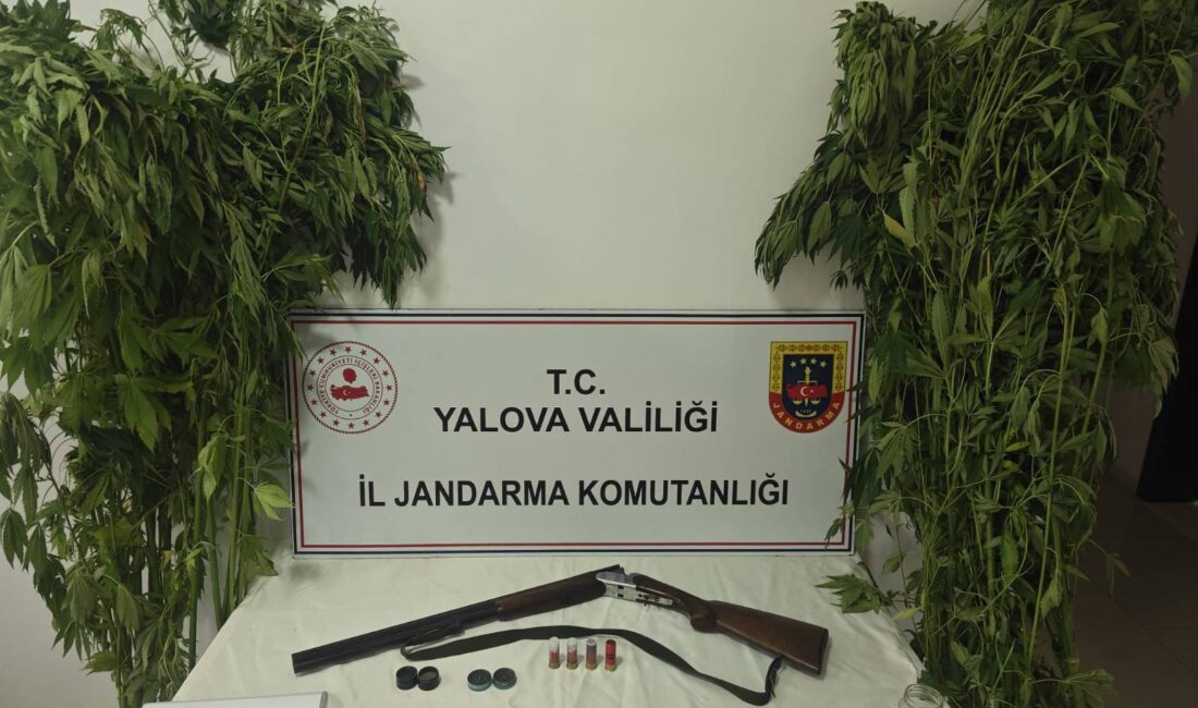 YALOVA / TEKHA Yalova İl Jandarma Komutanlığı ekipleri, uyuşturucu imal