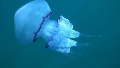ÇANAKKALE / TEKHA Çanakkale Boğazı açıklarında tekneyle geziye çıkan su