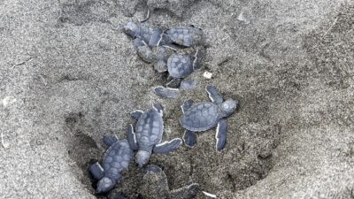 Uluslararası sözleşmelerle koruma altında bulunan ve nesli tükenme tehlikesiyle karşı