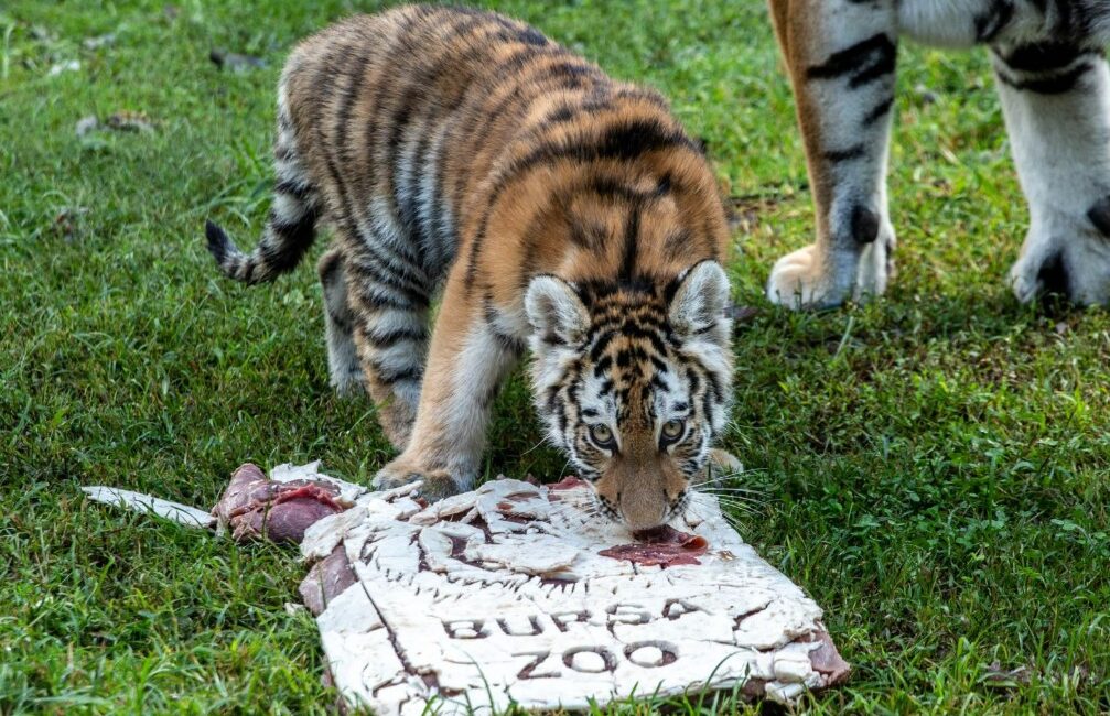 Türkiye’de dünyaya gelen tek Sibirya (Amur) kaplanı olan ‘Virginia’, Bursa