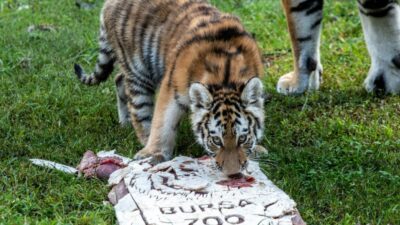 Türkiye’de dünyaya gelen tek Sibirya (Amur) kaplanı olan ‘Virginia’, Bursa