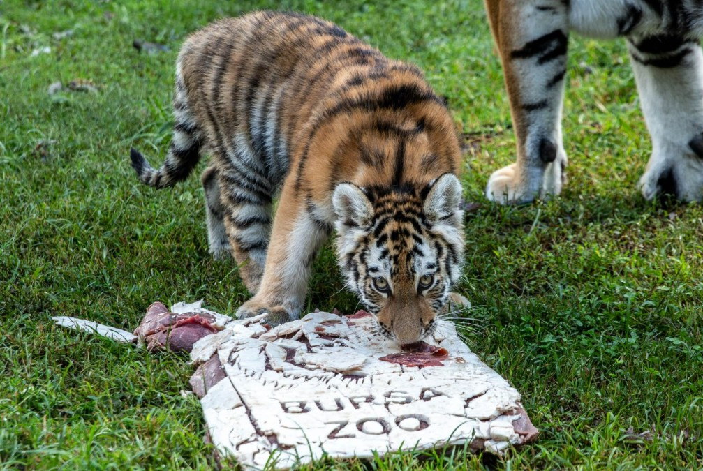 Türkiye’de dünyaya gelen tek Sibirya (Amur) kaplanı olan ‘Virginia’, Bursa