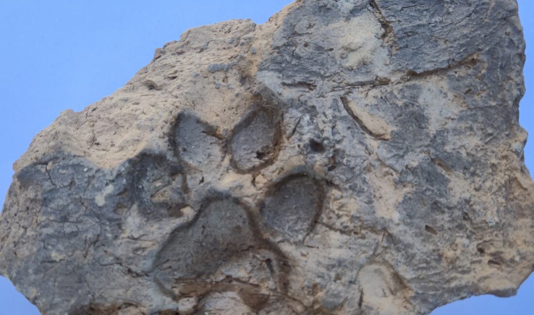 Kültür ve Turizm Bakanlığı koordinesinde Kütahya Tavşanlı Höyük’te yürütülen kazı