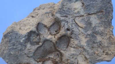 Kültür ve Turizm Bakanlığı koordinesinde Kütahya Tavşanlı Höyük’te yürütülen kazı