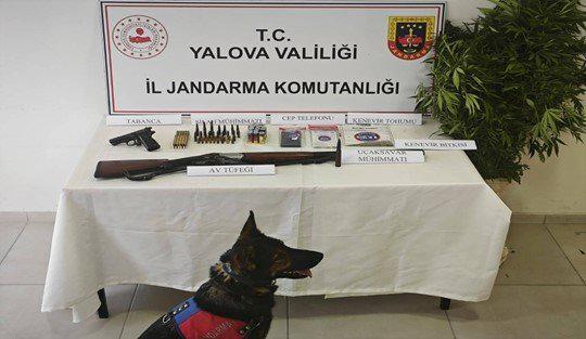 Yalova İl Jandarma Komutanlığı Narkotik Suçlarla Mücadele Şube Müdürlüğü ekipleri,
