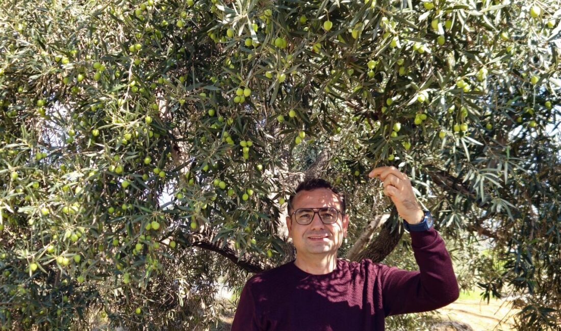 Türkiye’de sadece Antalya’da yetişen ve yüksek oleokantal içeriğiyle dikkat çeken
