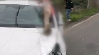 Arnavutköy'de kontrolden çıkan otomobilin çarptığı at telef olurken, kazada sürücü