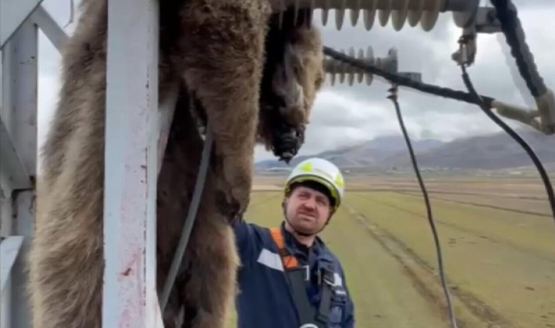 Erzurum'un Palandöken ilçesinde elektrik direğine tırmanan yavru bozayı, akıma kapılarak