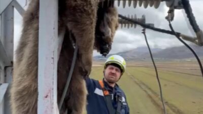 Erzurum'un Palandöken ilçesinde elektrik direğine tırmanan yavru bozayı, akıma kapılarak