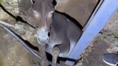 Adıyaman'ın Gerger ilçesinde elektrik direği çalışması için açılan çukura düşen