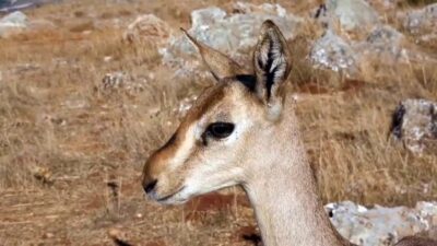 Hatay'ın Kırıkhan ilçesinde koruma altındaki dağ ceylanlarının yaşam merkezinde izinsiz
