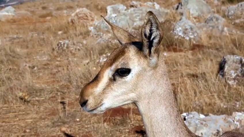 Hatay'ın Kırıkhan ilçesinde koruma altındaki dağ ceylanlarının yaşam merkezinde izinsiz