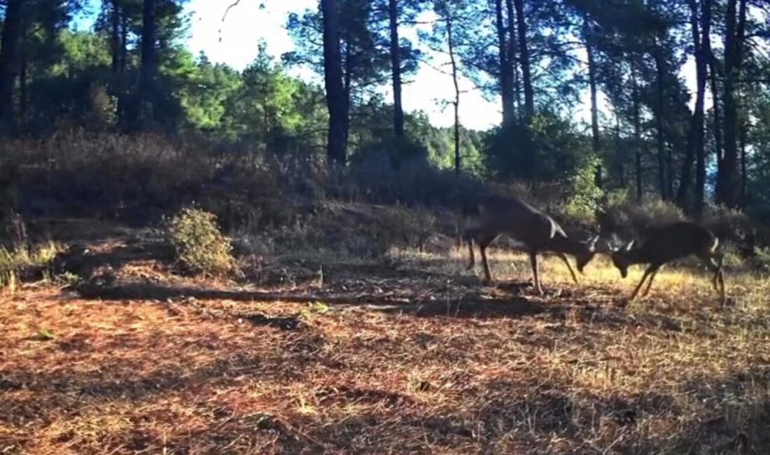 Tekirdağ Ganos Dağları'nda yaban hayatını izlemek için kurulan fotokapanlar, iki