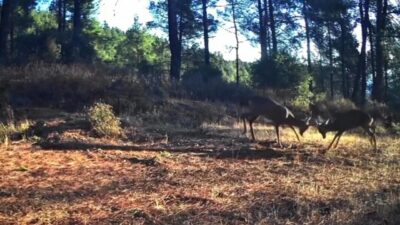 Tekirdağ Ganos Dağları'nda yaban hayatını izlemek için kurulan fotokapanlar, iki