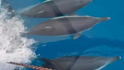 Aydın'ın Kuşadası ilçesinde tekneyle gezintiye çıkan turistler, yunusların eşlik ettiği