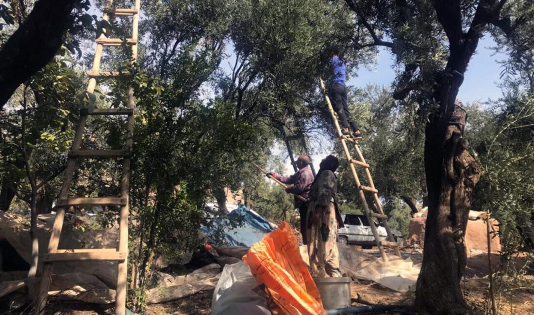 Uluslararası yarışmalarda ödüllü Derik zeytininin hasadı başladı. Kimyasal gübre kullanılmadan