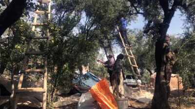 Uluslararası yarışmalarda ödüllü Derik zeytininin hasadı başladı. Kimyasal gübre kullanılmadan