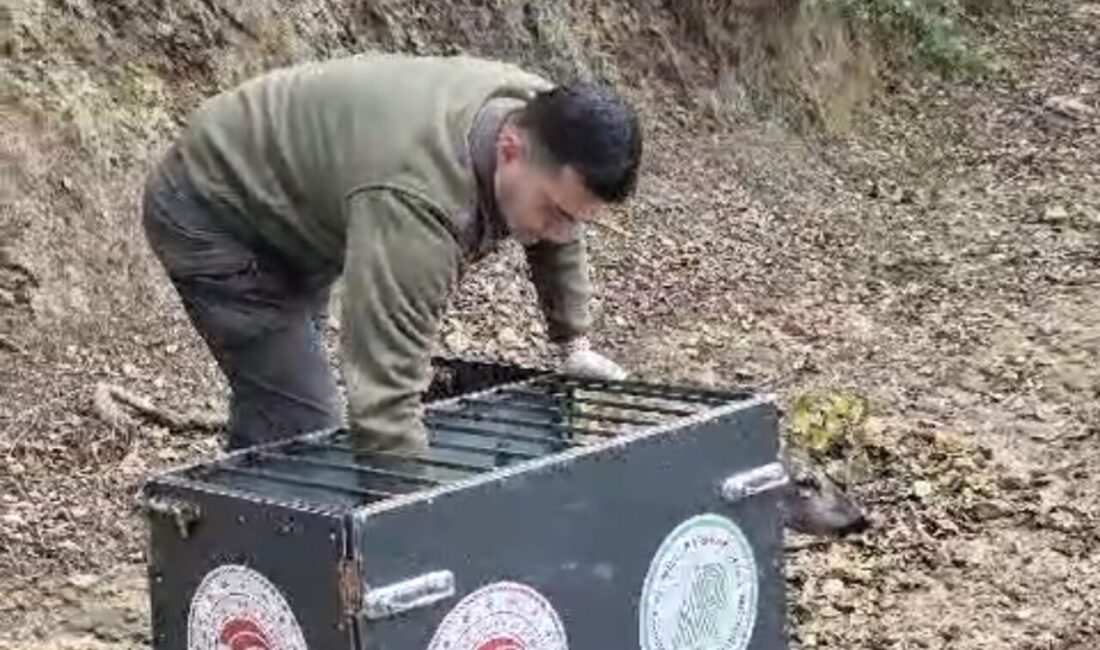 Bartın'da bir otomobilin çarpması sonucu yaralanan 3 yaşındaki karaca, 3