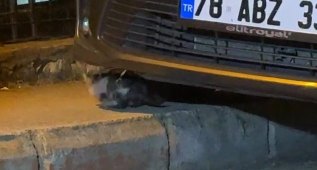Karabük'te park halindeki bir otomobilin motor kısmından gelen sesleri fark