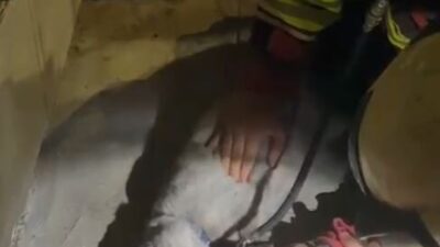 Samsun'da bir çiçekçide çıkan yangında mahsur kalan kedi, itfaiye ekiplerinin