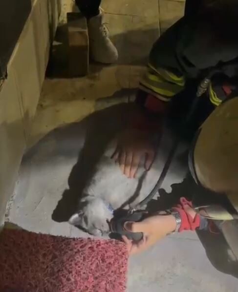 Samsun'da bir çiçekçide çıkan yangında mahsur kalan kedi, itfaiye ekiplerinin